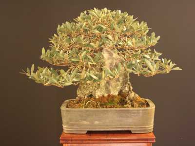 Un ulivo in miniatura, originario della Puglia (Foto dell'associazione "Bonsai e Dintorni")